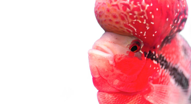 Flowerhorn鲷鱼图片下载