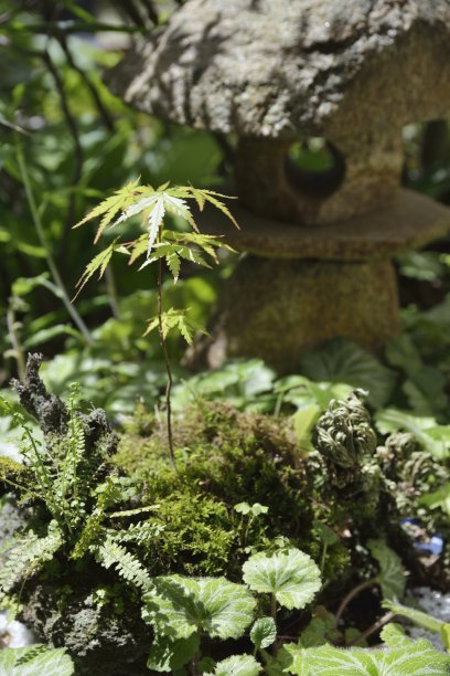 年轻的日本枫树图片下载