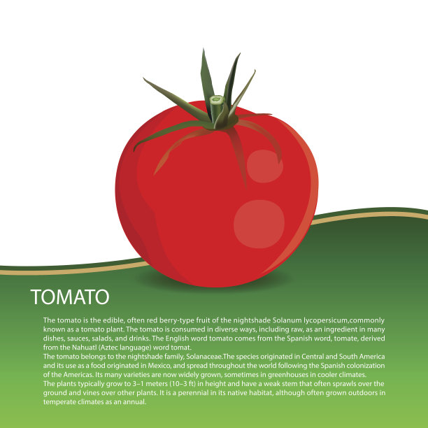 载体西红柿，新鲜蔬菜，易于编辑的载体图片下载