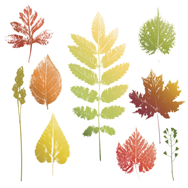 收集树叶和草的印记图片下载