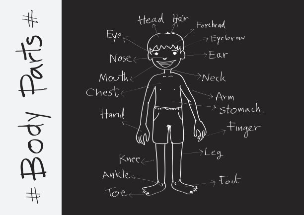 说明部分身体词汇图片下载