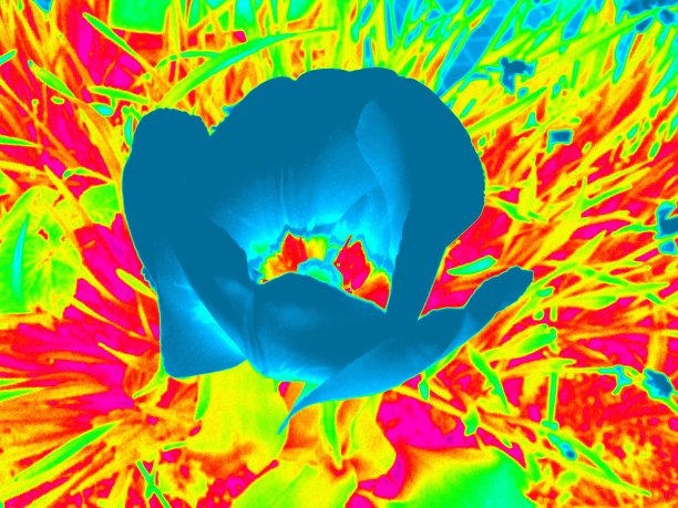 郁金香花图片下载