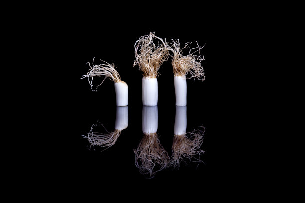 三个小洋葱在黑色反光的背景上图片下载