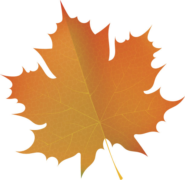 橙色的秋天枫叶在白色的背景上。矢量图图片下载