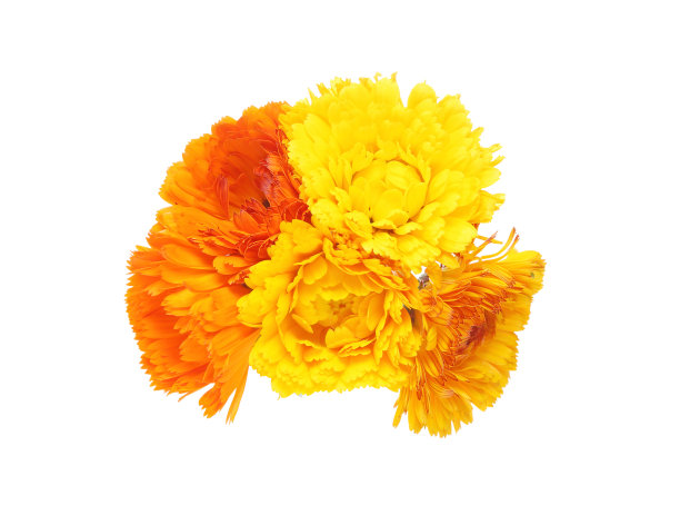 束金盏草图片下载