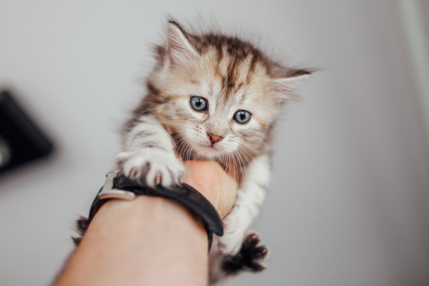 小猫牵着一个男人的手。家庭背景图片下载