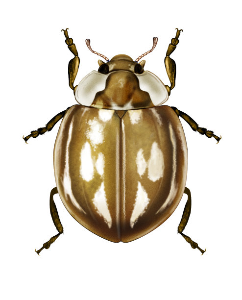 瓢虫米齐亚长方形古塔塔图片下载