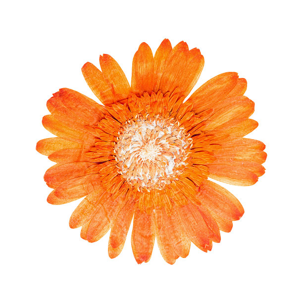 压花头非洲菊图片下载