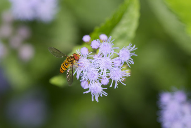 食蚜蝇在紫花藿香上图片下载