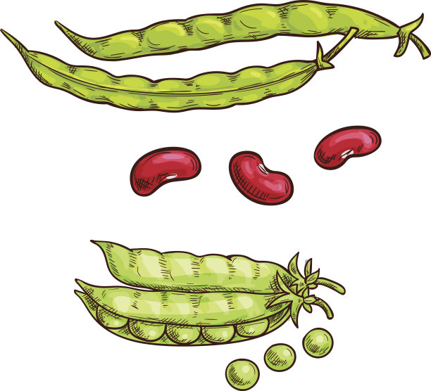 绿色的豌豆荚和豆子素描图标图片下载