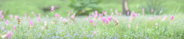 暹罗郁金香图片下载