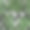 植物矢量图素材ID：161109508