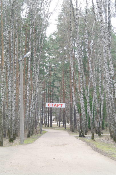 公园里的桦树小巷和一张海报，上面写着体育赛事的“开始”，莫斯科地区小镇Domodedovo图片下载