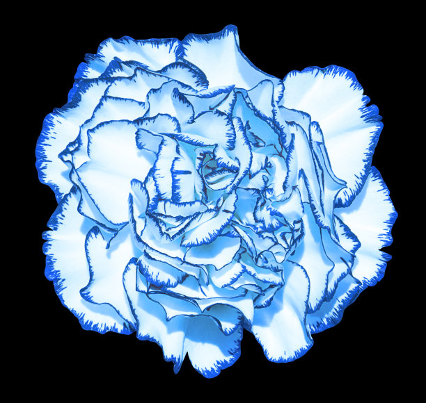 孤立在黑色上的丁香花，花瓣为青色图片下载