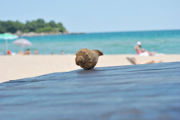 海滩上的老式木板上的海螺壳。图片下载