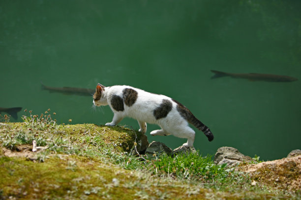 猫正在捕鲤鱼。图片下载