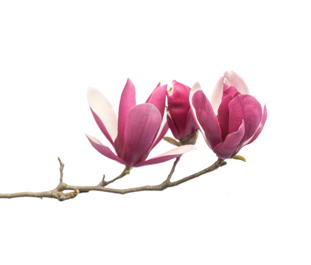 玉兰花图片下载