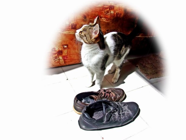 猫和旧的达斯迪鞋图片下载