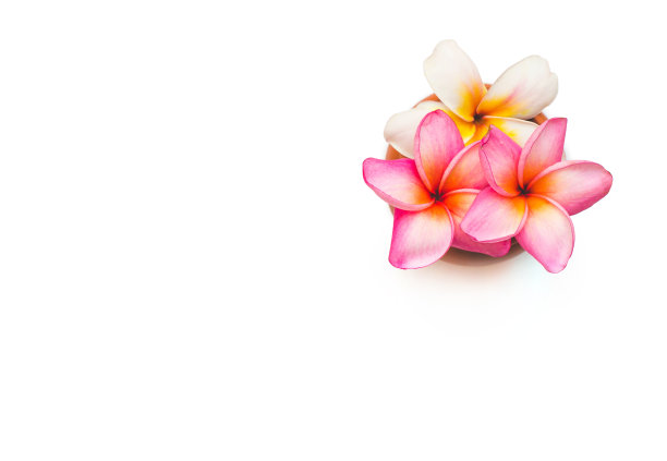 花瓶上的鸡蛋花孤立在白色装饰上。图片下载