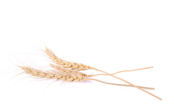 珍珠大麦粒种子的背景图片下载