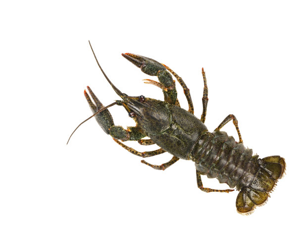 生活小龙虾孤立在白色背景图片下载