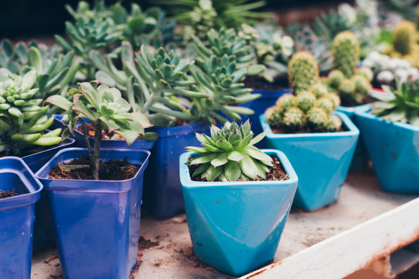 市场上多肉的花盆素材图片