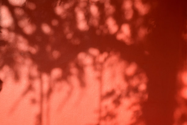 红墙上的树影和树叶图片下载