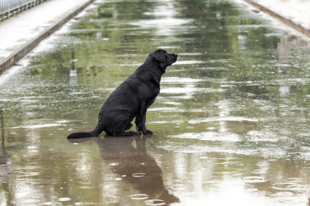 雨中的狗图片下载