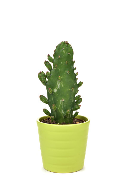 绿色花盆里的仙人掌图片下载