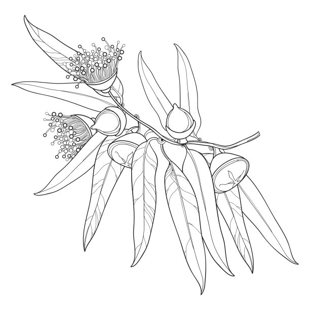带有蓝桉或塔斯马尼亚蓝树胶的病媒束孤立在白色背景上。图片下载