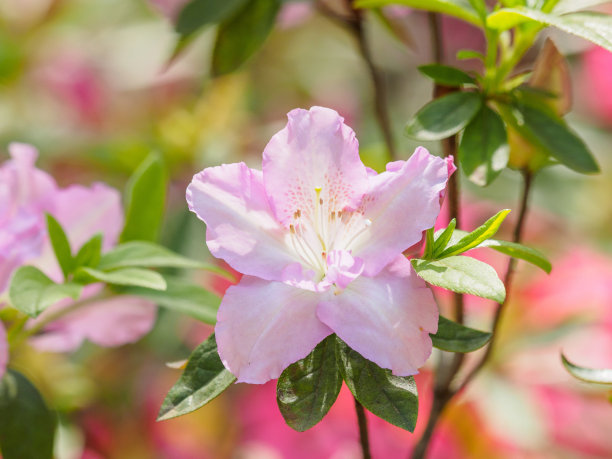 夏季花卉系列，粉色杜鹃花在花园里盛开特写。素材图片