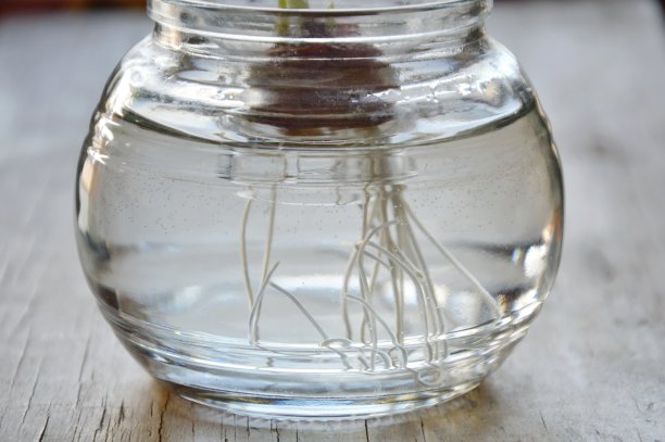 用水培法在水瓶中培植大葱根系图片下载