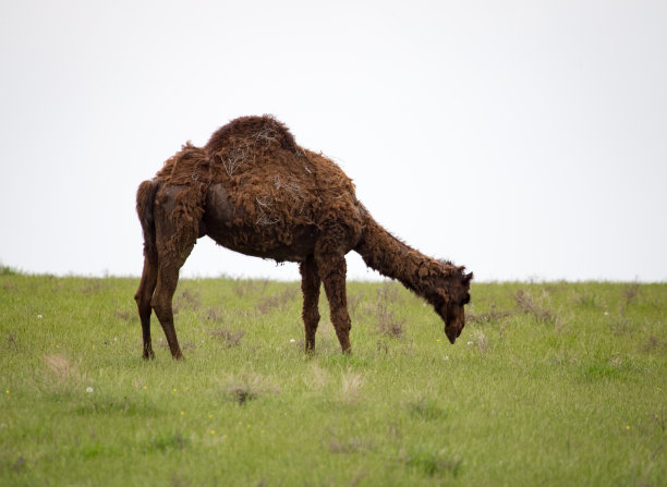 春天草原上的骆驼图片下载