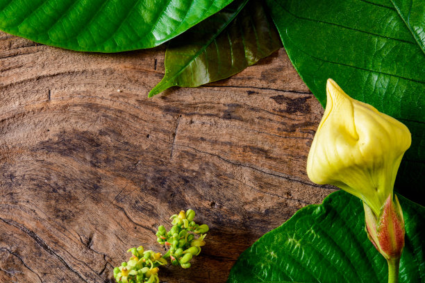 老木头上的绿叶图片下载