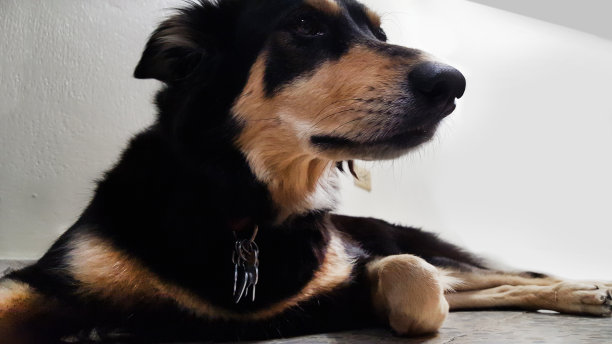 国内的狗图片下载