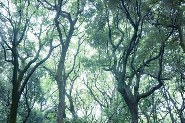 在森林深处图片下载