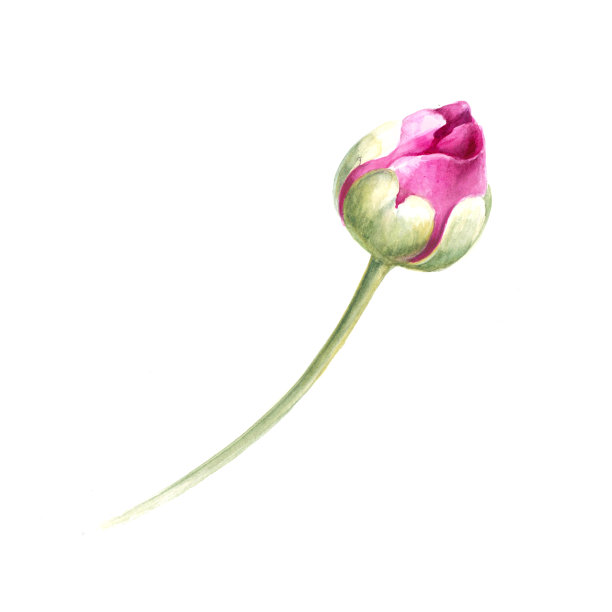 粉红色的牡丹花带叶图片下载