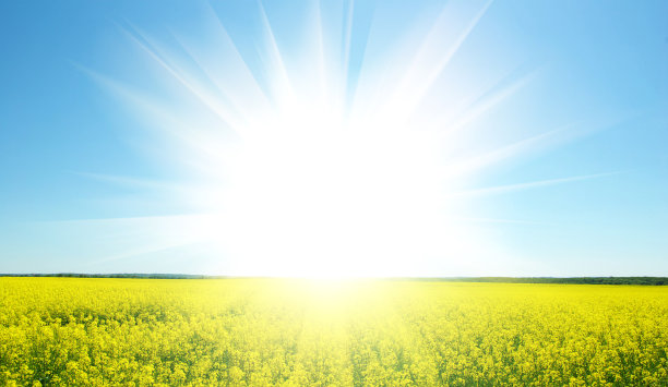 油菜花领域图片下载