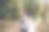 老城的皇家婚礼图片下载