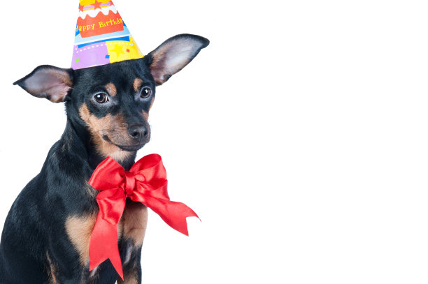 生日祝福，戴着帽子和蝴蝶结的玩具梗。狗孤立图片下载