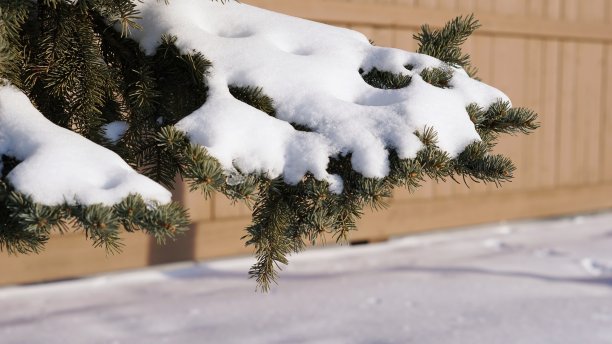 雪地上的松果树，美丽自然的冬季背景图片下载