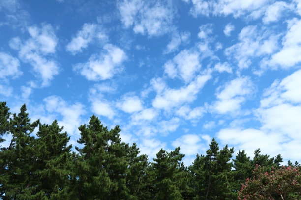 苍天松枝图片下载