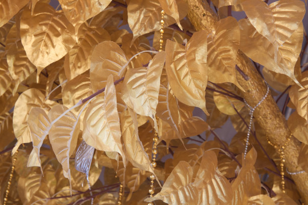 菩提金叶子的背景图片下载