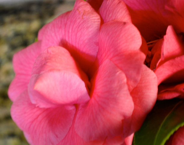 山茶花图片下载