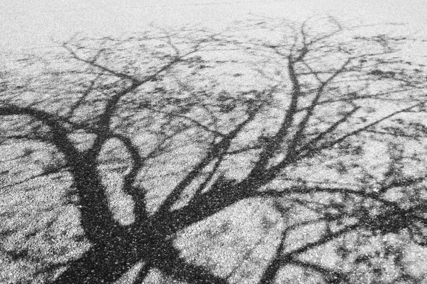 樱桃树的阴影图片下载