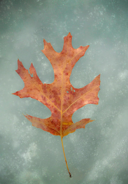 树叶落在水面上图片下载