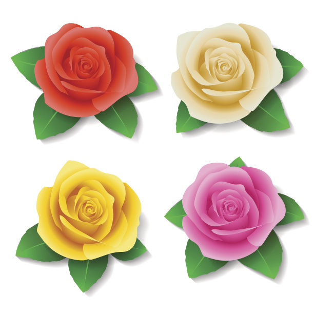 一套不同颜色的逼真玫瑰。矢量图形图片下载