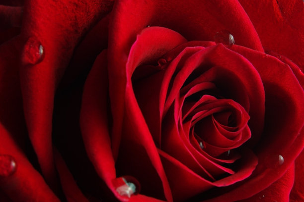 红色玫瑰图片下载