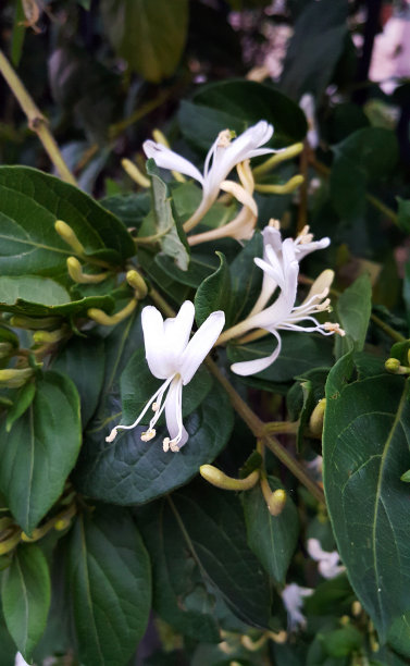 金银花图片素材ID：161203300