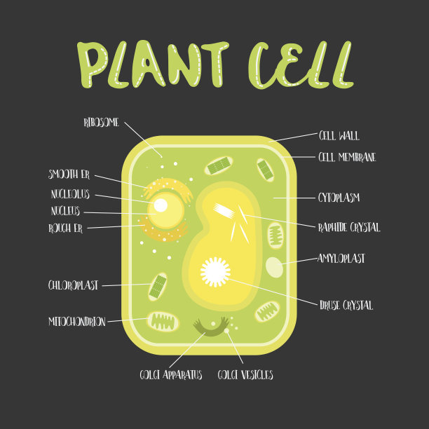 植物细胞内部素材图片